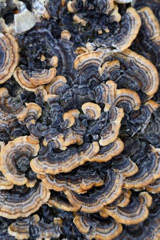 Turkey Tails
